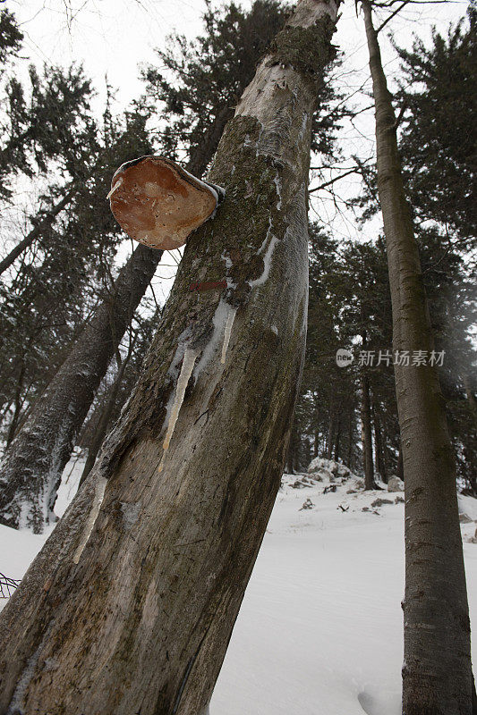 欧洲斯洛维尼亚Primorska冬季，雪背景上的一棵树干上的一种蘑菇(Inonotus obliquus)